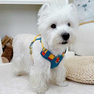 Dog harness leash cat rope pet harness puppy dog walking cat vest corgi west highland chaka salt starry sky-single harness does not strangle the neck to prevent break-away xs suitable for bust 43-56cm10-20jin jin equals 0.5kg