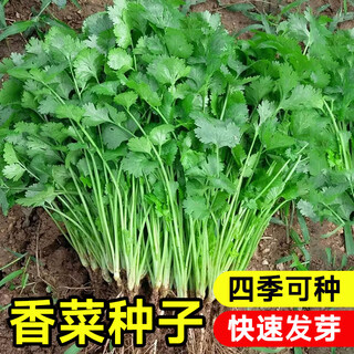 Yuhua field coriander seeds four-season potted seedlings coriander seeds coriander seeds farm old variety balcony vegetable seeds four-season bolting-resistant coriander seeds 10g*3 pack