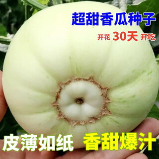 Tianfen super sweet japanese sweet treasure melon seed with high sugar, spring early maturity and high yield melon fruit can be eaten raw in four seasons potted melon thin skin japanese melon seeds 200 capsules/2 packs + fertilizer grains