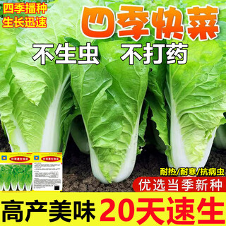 Four seasons fast vegetable seeds, creamy cabbage seeds, spring and summer water cabbage, four seasons courtyard balcony potted vegetable seeds, four seasons creamy fast vegetable seeds (no insects, no pesticides) event buy 3 bags + 2 bags 12555 grains + fertilizer