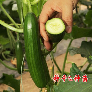 Mini fruit cucumber seeds, heat-resistant and high-yield, spring and summer small cucumber seeds, four-season balcony potted vegetable seeds, 18 thornless fruit cucumber seedlings
