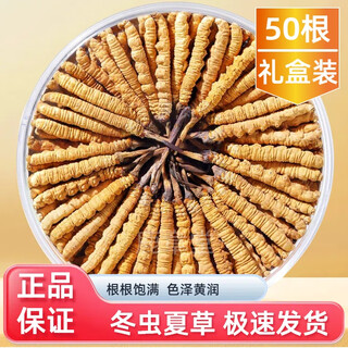 冬虫夏草（支持质检）正宗虫草冬虫草送人送礼礼盒装营养品鲜虫草 50根礼盒装（规格2根一克）