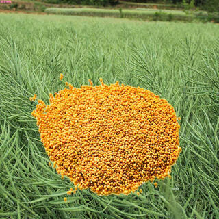 老品种纯黄油菜籽高产油菜种子华油88黄菜籽特早熟超矮杆耐寒抗倒 纯黄油菜籽2两(种小菜园)