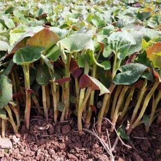 Houttuynia cordata seed seedlings + sichuan authentic fresh folded ear root seedlings for home gardening and four-season potted plants. houttuynia cordata seeds only sell good seeds. simple and easy to plant. receive 1 bag