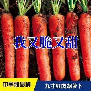Nine-inch three-red carrots, summer and autumn heat-resistant and cold-resistant fruits and vegetables, radish, crispy and sweet for all seasons, garden carrots for all seasons, nine-inch carrot seeds, new varieties, high-quality varieties, 2 packs, about 2066 seeds