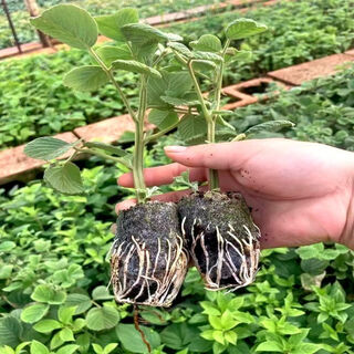 Yunnan's new thornless black bubble seedlings, thornless yellow bubble garden flowers, four-season green plants, original pots, original soil delivery, 1 thornless raspberry seedling
