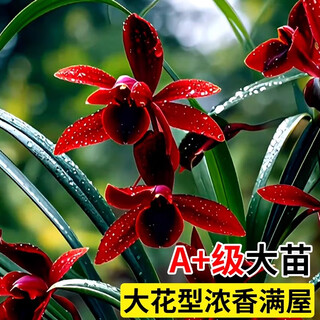 Liu ge orchid orchid jianlan four seasons orchid sky red strong fragrance seasonal flower potted plant 5 seedlings flowering in the current year naked roots straight hair