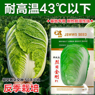 Japanese xiayang heat-resistant chinese cabbage seeds, vegetable seeds, shandong summer high temperature, autumn four-season bai lai, lieyang king kong cabbage 10 grams (heat-resistant below 43 degrees)