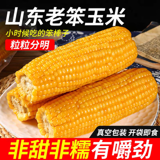 Shandong old-fashioned stupid corn, yellow corn, chewy traditional non-gmo corn on the cob, not sweet, not glutinous, coarse grain meal replacement 10 large fruits 249-296g