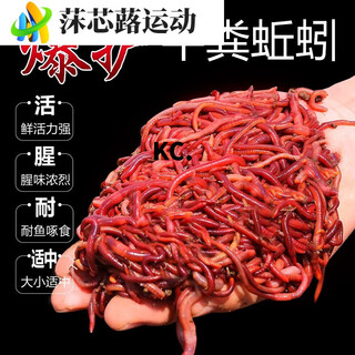 Fishing earthworm live bait large red earthworm soil 1 jin jin is equal to 0.5 kg live boxed red worm bait fishing live bait bulk earthworm currency 1 box