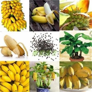 Dwarf banana tree seeds mini banana seeds 100pcs rare mini fruit exotic garden plants mini banana seeds 200pcs