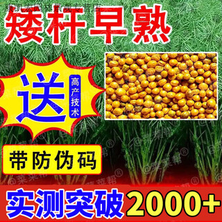 Butter rape seeds, short stems, early maturation, high yield, disease resistance, drought resistance, lodging resistance, original large grain super original seed 200g, high yield and large grain - oil king