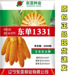 East asia small steel gun dongdan 1331 corn seed original first generation hybrid corn seed storage corn seed 2 bags/dongdan 1331-about 6000 grains per bag