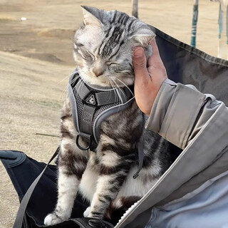 Amor cat leash vest style to go out to prevent escape burmese cat walking rope harness pet dog walking leash gray breathable chest and back m recommended 6-9jin jin is equal to 0.5kg. please refer to the chest circumference and back length for specific details.