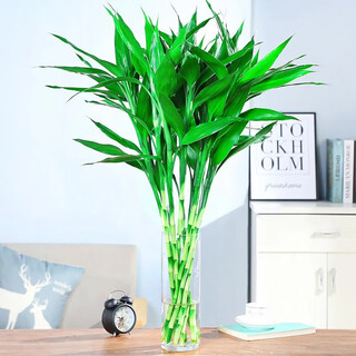 Suzhimei lucky bamboo hydroponic living room green plant, small lucky bamboo 60-70cm high, 10 pieces without bottle, straight from the source