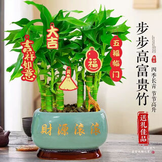 Shuzhimei lucky bamboo flowers and plants large pot of lucky bamboo + rich ceramic pot + random cards directly from the source