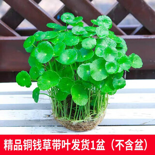 Jingyunmeng copper money grass hydroponic potted outdoor money grass green plant absorbs green plant flowers and plants 1 pot of original soil source straight hair