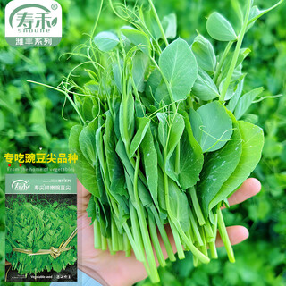 Shouhe sichuan pea tip seeds are specially for eating pea seedlings in november and december. vegetables and greens seeds are sown in four seasons, winter and spring. shoujian fresh pea tip seeds 80g