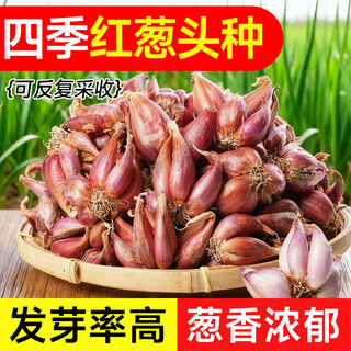 Yuhua field shallot seeds four seasons shallots shallot seeds home planting balcony vegetable seeds shallot seedlings selected shallots 1jin jin is equal to 0.5 kg