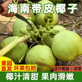 Hainan wenchang, freshly picked green coconuts with skin, 6 packs of extra large fruits, amniotic fluid supplement for pregnant women, coconut juice meat, 6 pieces, 2-5 jin jin equal to 0.5 kg of large fruits, free coconut opener + straw
