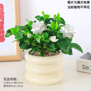 Green intentional green plant flowers office living room desktop potted ornaments simple creative internet celebrity nordic green plants ins cloud pot gardenia + donut pet resin pot + tray + fertilizer nordic style internet celebrity green plant