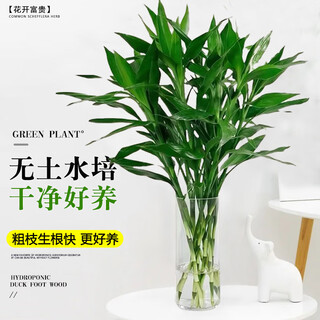 Jingyunmeng lucky bamboo office potted transfer bamboo green plants home flowers balcony rootless bottle source straight hair