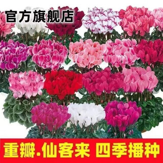 Double cyclamen seeds cyclamen mixed seeds new year's eve flower balcony garden potted four-season flowering plants cyclamen 15 colors mixed gyj869 new seeds 1 pack about 110 seeds germination rate