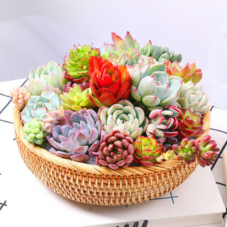 Xingxiang succulent potted green plants, 30 non-repeating succulents + clay plastic pot + coconut brick soil, straight from the source