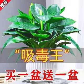 Buy one pot and get a free pot of large leaf golden diamond green princess indoor all-season evergreen green plant hydroponic potted plant office decoration formaldehyde removal gold diamond/extra large pot buy one get one free including gallon pot + fertilizer