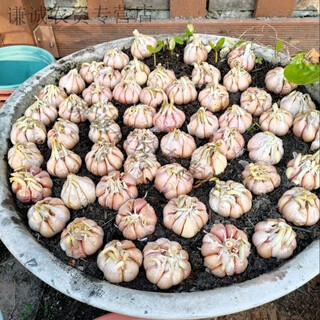 Fushunde garlic can germinate, garlic seedlings, garlic yellow planting, special for field planting, five jin jin is equal to 0.5 kg, extra large, one jin jin is equal to 0.5 kg, about 10 pieces