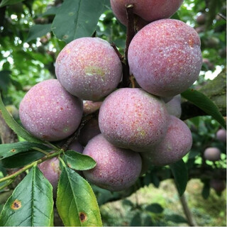 Wholesale bee sugar plum seeds are delicious, sweet and sour, simple and easy to grow plum seeds, delicious and good bee sugar plum seeds (new species), selected mixed colors, half a pack of about 2 seeds