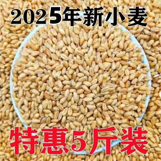 Wheat grains with skin 5jin jin is equal to 0.5kg edible flour grinding medicine to induce maltose germinated grass seeds juicing and winemaking cat grass 2025 new wheat 10jin jin is equal to 0.5kg (can be germinated and ground)