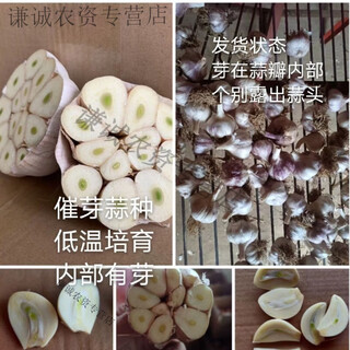 Fushunde garlic can germinate, garlic seedlings, garlic yellow planting, special for field planting, one jin jin is equal to 0.5 kg, trial planting