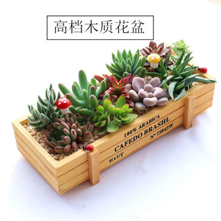 Floral cute succulent plant combination potted plants with pots and soil creative diy assortment flower pots succulent plants indoor green plants flowers random 10 succulents and wooden boxes with pots