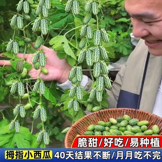 Tianfen thumb watermelon seeds thin-skinned mini potted watermelon seeds for planting all year round, high-yielding vegetable and fruit seeds thumb watermelon seeds 100 capsules/2 packs + organic fertilizer