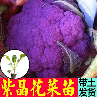 Shouguang version of purple cauliflower seedlings amethyst no. 1 cauliflower seeds loose cauliflower broccoli four-season potted seedlings first-class seedlings amethyst cauliflower seedlings 12 plus a pack