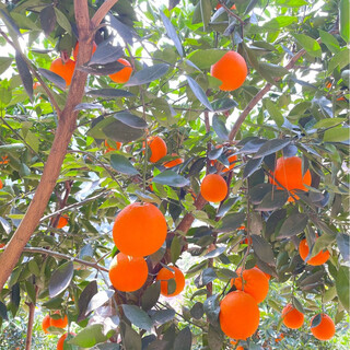 湖北秭归精品脐橙皮薄易剥鲜嫩多汁应季水果整箱发 秭归脐橙净重9斤（果径75mm）