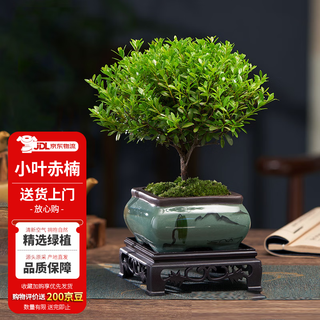Hua weng old pile plant green plant potted red sandalwood flower small leaf red nan bonsai + square landscape basin + base source straight hair