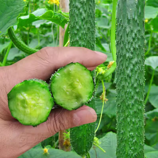 Green-core cucumber seed seedlings, high-yielding, heat-resistant cucumber seeds, shouguang vegetable seeds for potted balcony planting in all seasons in spring, jinyan no. 4 cucumber original 1 pack (about 50 pieces)
