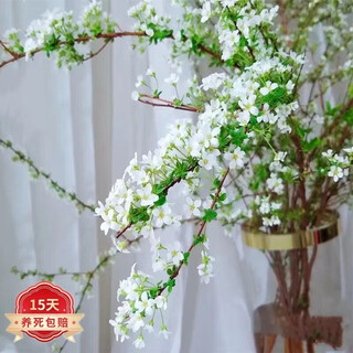 雪柳鲜支遇水开花干枝腊梅水插花干支花水培鲜花迎春花 雪柳80厘米30支