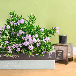 1 bunch of green plums