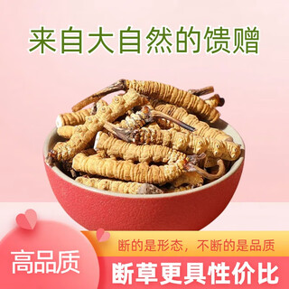冬虫夏草断草正宗高品质断虫草高海拔大断草整肉节自食送礼虫草 西藏那曲高品质断虫草 10克送1克