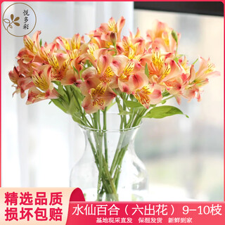Yue colorful hydroponic fresh cut flowers, imported amaryllis flowers express delivery, direct delivery from yunnan base, birthday gift for girlfriend and best friend, narcissus lily (alstroemeria) 9-10 pcs