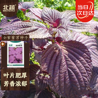 Beishu perilla seed seedlings whole purple large leaf edible potted vegetable seeds zhuo crisp whole purple perilla seeds 5g