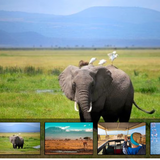 Great migration of animals, free kenya under kilimanjaro, 7 nights and 8 days