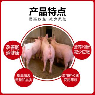 Dr. yin's 8% boar premix can be used for fast breeding and good sperm quality to extend the service life of breeding pigs.