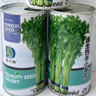 Fast-growing four-season small parsley canned seeds, fragrant, solid, cold-resistant, authentic celery field balcony heat-resistant vegetable seeds, original three cans (240g)
