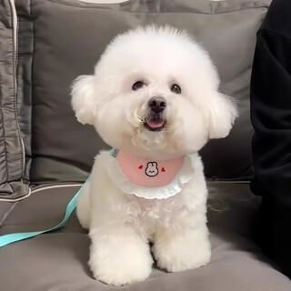 Amore dog saliva bandana chest and back traction rope to prevent break-out, dog walking rope, cat bib, small dog breathable and strangulation-proof, green rabbit xxs recommended 1-3 jin jin equals 0.5 kg, bust 30-34