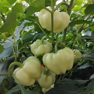 Large fruit bell pepper seeds, pepper stuffed seeds with thin skin, hollow white jade pepper seeds, guangxi pickled pepper seeds, large fruit bell pepper f1 seeds, original 5 packs