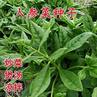 High-yielding and easy-to-grow ginseng vegetables in the spring. new seeds for growing vegetables in the field. 2 packs of about 200 ginseng seeds.